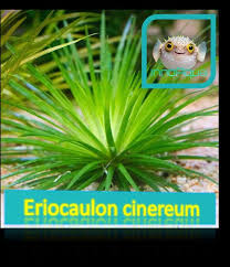 Image result for Eriocaulon truncatum