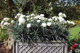 Pin On My Garden