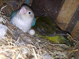 Analisa hitung untung rugi beternak burung lovebird. Cara Ternak Lovebird Agar Cepat Bertelur Terbukti Ampuh