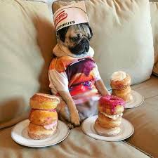 Sixteen dopey homer simpson memes for the donut lovers. This Dog Knows How To Celebrate National Donut Day Animals Funny Food Memes Funny Pictures Workout Memes