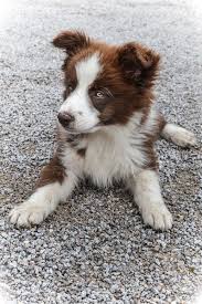 Top 15 Des Tatouages D Animaux Yummypets Bebek Kopekler Collie Puppies Sevimli Kopekler