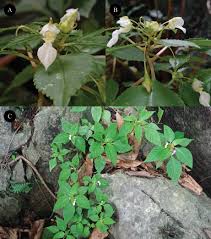 Image result for Balsaminaceae