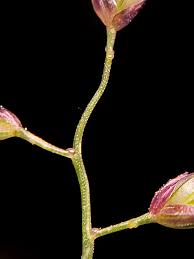 Image result for Eragrostis minor