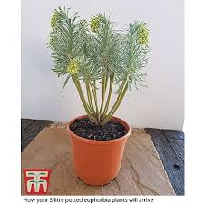 Mainly to clean up, add fertilizer and compost at base. Euphorbia Characias Glacier Blue Plants Thompson Morgan