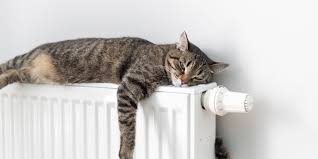 Cat Sleeping Positions - What They Say About Your Cat