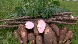 Image result for cassava plant