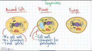 Maybe you would like to learn more about one of these? Animal Plant Fungus Cells Youtube