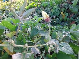 Image result for Hibiscus surattensis