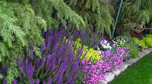 May Nights Perennial Salvia And Firewitch Dianthus Gardening Blog May Night Salvia Lawn And Landscape