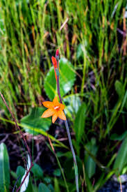 Image result for Ascolepis capensis