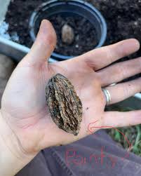 Image result for Walleria nutans