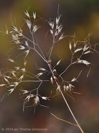 Image result for Pentameris