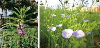 Image result for Sesamum parviflorum