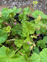 Image result for Pelargonium grossularioides