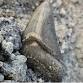 Fossil Recovery Exploration with Chris Mandell