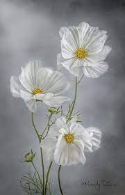 Cosmos Flower Pictures Cosmos Flowers Flower Painting