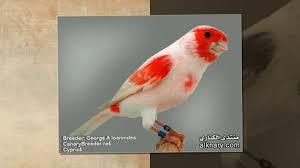 أسباب ظهور نتيجة سلبية لاختبار الحمل المنزلي. Canari De Race By Mehmli Mohamed Ø§Ù„ÙƒÙ†Ø§Ø±ÙŠ Ø£Ø­Ù…Ø± Ù…ÙˆØ²Ø§ÙŠÙŠÙƒ Ù„ÙŠØ¨ÙˆÙƒØ±ÙˆÙ… Ø®Ø· Ø§Ù„Ø§Ù†ØªØ§Ø¬ Ø§Ù„ÙˆØµÙ Ù„ÙˆÙ† Ø§Ø¨ÙŠØ¶ Ù†Ø§ØµØ¹ Ù…Ø¹ ÙˆØ¬ÙˆØ¯ Ù„ÙˆÙ† Ø§Ø­Ù…Ø± ØºØ§Ù…Ù‚ Ù„Ù„Ù‚Ù†Ø§Ø¹ Ùˆ Ø§Ù„ÙƒØªÙ Ùˆ Ø§Ù„Ø¶Ù‡Ø± Ùˆ Ø§Ù„ØµØ¯Ø±