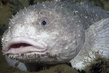 Blob sculpin | Monterey Bay Aquarium