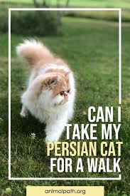 can i take my persian cat for a walk cats persian cat cats outside