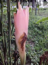 Simpan calathea di lingkungan teduh, hangat, dan lembap. Izymade Borneo Perbezaan Antara Pokok Kantan Dan Pokok Tuhau