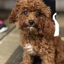 Toy Poodle Puppies For Sale Teacup And Micro Poodle Puppies Available Poodle Puppies For Sale Toy Poodle Puppies Toy Poodle