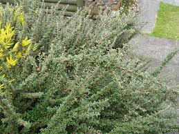 Image result for Cotoneaster microphyllus