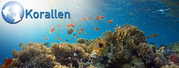 Die verschiedenen gruppen von korallen sind nicht näher miteinander verwandt, sondern gehören verschiedenen taxa der nesseltiere an. Korallen Home Facebook
