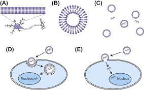 Animal handling and culling undifferentiated rodent neuroblastoma cell lines such as b35 and b104, are useful in vitro models of. Lipofection An Overview Sciencedirect Topics