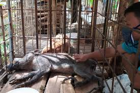 Kalian di bilang maling karna. Geger Babi Hutan Aneh Di Banyumas Gemar Nasi Dan Teh Berjari Seperti Ayam Ini Kata Ahli Halaman All Kompas Com