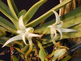 Image result for Cyrtorchis