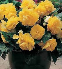 Tuberous Begonia Google Search Tuberous Begonia Trees To Plant Begonia