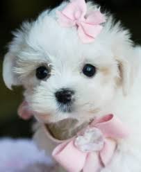 Teacup maltese puppies are the little angels of the dog world. Teacup Maltese Maltese Puppy Teacup Puppies Maltese Cute Animals