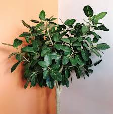 It is great for growing in any home and doesn't require any. Ficus Audrey Care Tips For Beginners Signs Of Distress