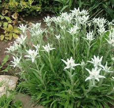 De te rup, te ofilesti; Floarea De ColÈ CultivatÄ In GrÄdinÄ Da Se Poate Chiar Èi La Ghiveci Adela Parvu Interior Design Blogger