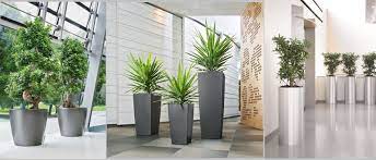 hydrokultur hydro pflanzen pflanzgefasse ffm business service firmenunden rhein main pflanzenpflege gartner pflanzen gartnerei luft reinigen pflanzen