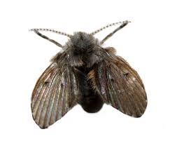 how to get rid of drain flies  pest