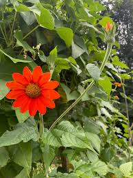 Image result for Tithonia