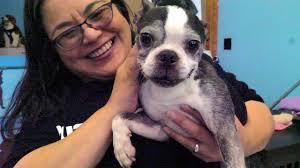 Uber asks that you make sure it is ok with your office that you have a puppy over and that you have a if a puppy is available, an uber driver will transport both the puppy and the representative. Muttville Senior Dog Rescue Gets Windfall Of Boston Terriers From Hoarder