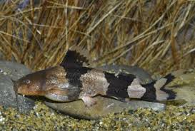 Image result for Pseudocyclosorus pulcher