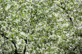 Deciduous tree with white flowers in spring. Mahaleb Cherry Tree Flowering Deciduous Tree With Group Of Small White Flowers Buds And Green Leaves On Branches Stock Photo Picture And Royalty Free Image Image 103311378