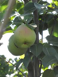 Maybe you would like to learn more about one of these? Monterrey Pear Pyrus Communis Monterrey In San Antonio Texas Tx At Rainbow Gardens