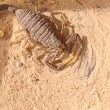 vanessa fernandez thomas on instagram scorpions molt an average of 6 times before they reach adulthood it is a very stressful process for the them and molti