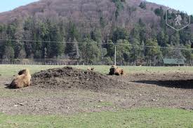 Legenda cascadei urlatoarea / cascada urlatoarele si a vrajitoarelor. Vama BuzÄului Cu Valea Zimbrilor Èi Cascada UrlÄtoarea