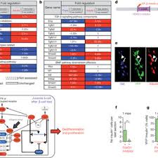 Pdf Diabetes Recovery By Age Dependent Conversion Of Pancreatic Cells Into Insulin Producers Converting from macronutrient percent to grams.