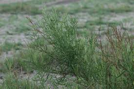 Image result for Litogyne gariepina