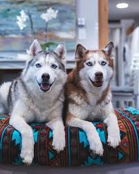 Are Huskies Good For Kids Husky Dog Pictures Siberian Husky Puppies Cute Dog Pictures How to draw a husky puppy easy kids youtube.