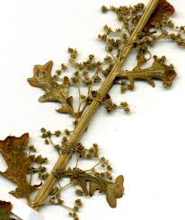 Image result for Dysphania schraderiana