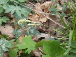 Image result for Carex angolensis