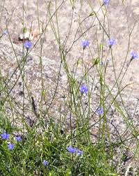Image result for Wahlenbergia capitata