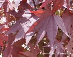 Maybe you would like to learn more about one of these? Japanese Maple Trees For Sale Georgia Kinsey Family Farm
